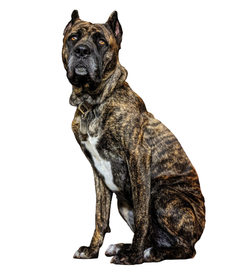 Ambullneo mastiff hot sale breeders near me